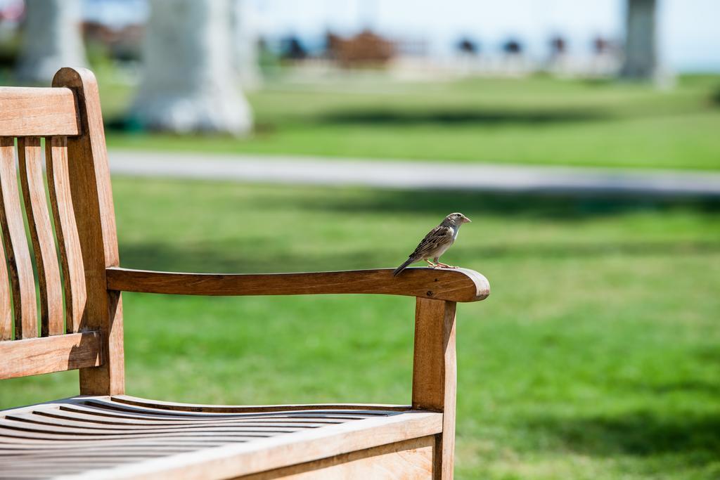Sealine Beach, A Murwab Resort Mesaieed Exterior foto A sparrow on a bench